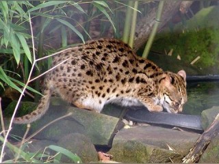 猫先生体育官方网站㊙️✅_🧧猫先生体育电竞