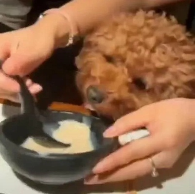 餐馆餐碗喂狗事件，店方回应引发的社会争议